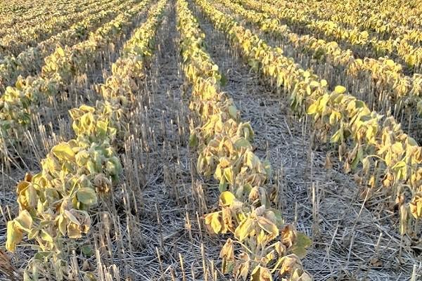 apfdigital_387152_tapa_562023_18120